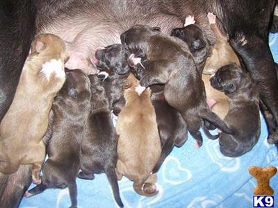 American Pit Bull Puppies in FL